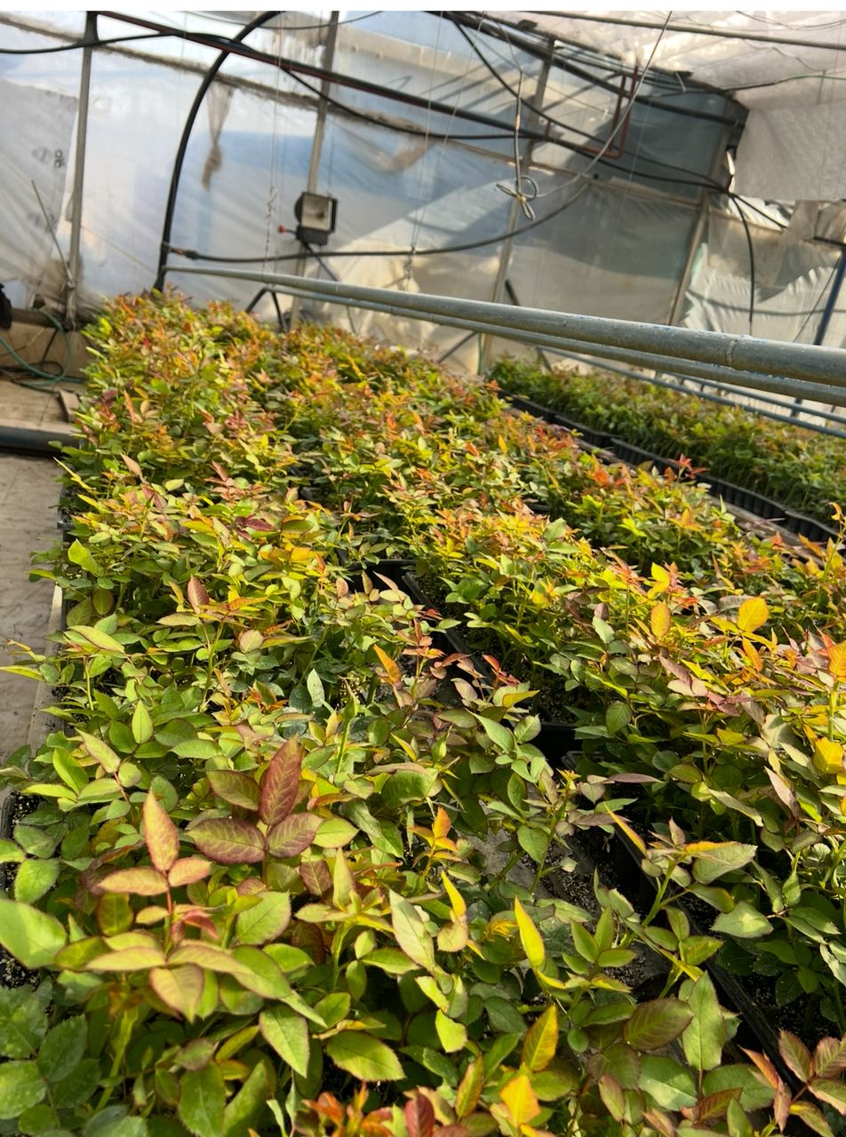 تولید و فروش قلمه رز هلندی گلستان رز جاوید در یاسوج